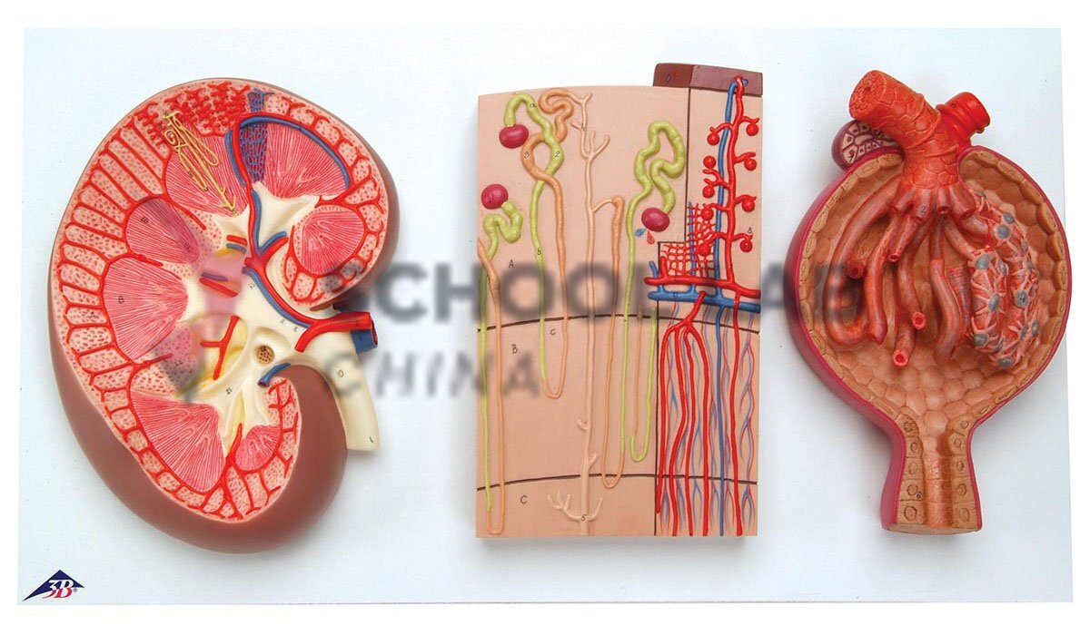 Kidney Section Model: with Nephrons, Blood Vessels & Kidney Glomerulus